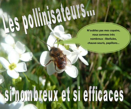 Concours photo Géodomia 2014 : Les pollinisateurs